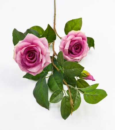 Роза "Радмира" лиловая