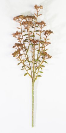 Ветка Валерианы "Осень"