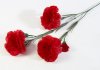Ветка гвоздики 3 цветка 2 бутона красная