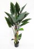Куст Алоказии с темным стволом 160 см