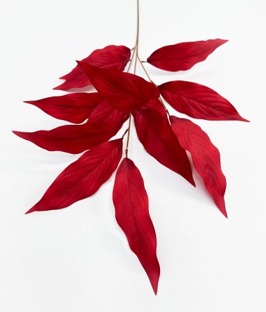 Аглаонема декоративная бордо