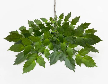 картинка Магония от магазина KALINA