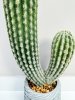 Кактус 45 см