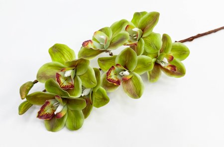 Орхидея Дендробиум Ванда зеленая