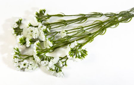 Статица белая