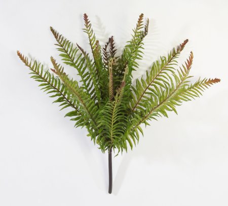 картинка Нефролепис мечевидный средний от магазина KALINA