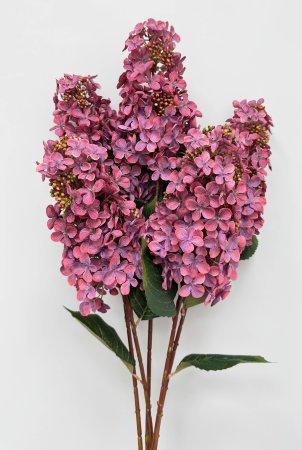 Гортензия метельчатая "Вилмс" бордо