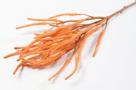 Ветка амаранта