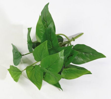 картинка Ветка Сциндапсуса от магазина KALINA