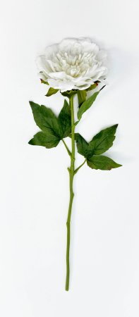 Пион "Облако нежности" молочный