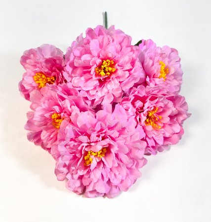 Пион " Муза" 6 веток 6 цветков