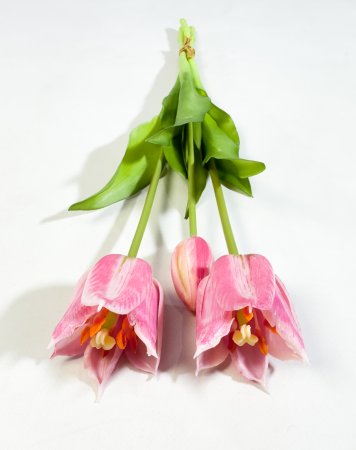 Тюльпан "Саппоро" (2+1) розовый