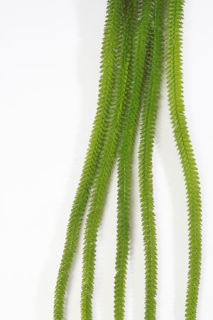 картинка Амарант от магазина KALINA