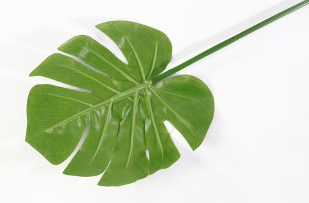 картинка Лист монстеры Грейт 2 от магазина KALINA