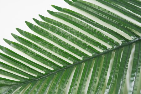 картинка Лист пальмы матовый 5 от магазина KALINA