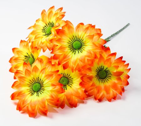 Георгин с зеленой тычинкой 6 цветков