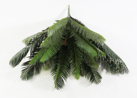 картинка Цикас средний БЕЗ КАШПО 20 листов от магазина KALINA