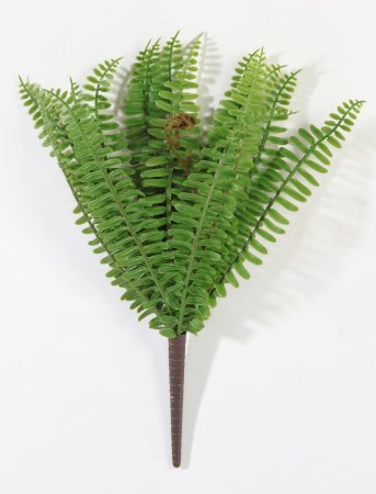 картинка Нефролепис Соната от магазина KALINA