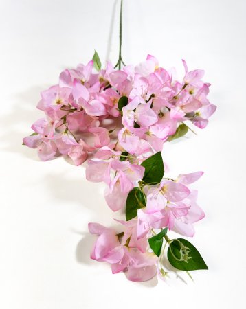 Бугенвиллея светло-розовая