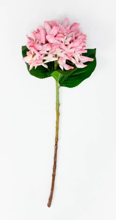 Гортензия "Кружевной шёлк" розовая