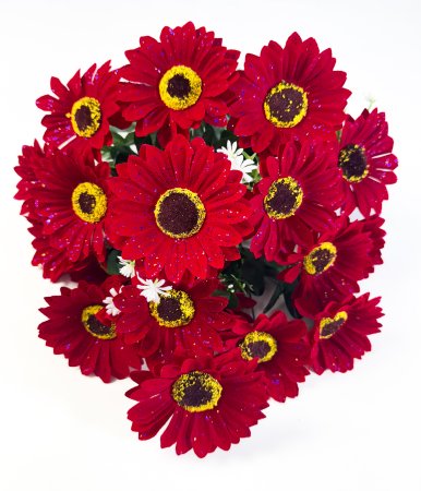 Бархатная гербера 18 цветков
