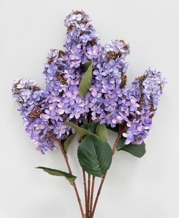 Гортензия метельчатая "Вилмс" лаванда