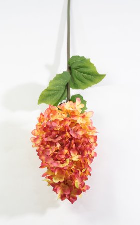 Гортензия метельчатая оранжевая