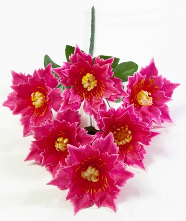 Астра "Огниво" 6 цветков