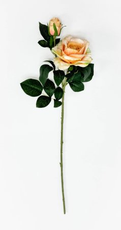 Роза "Булевард" персиковая