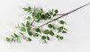 картинка Ветка Эвкалипт от магазина KALINA