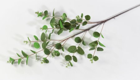 картинка Ветка Эвкалипт от магазина KALINA