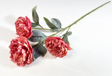 Ветка пиона Эмма Клем