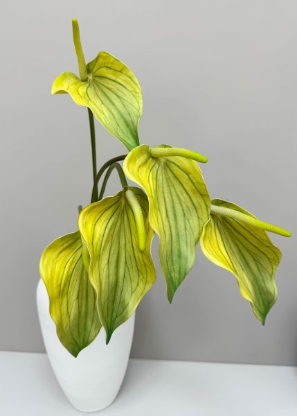 Антуриум желтый