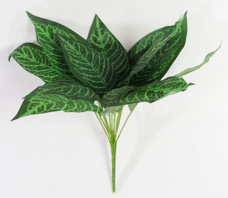 картинка Аглаонема с зеленой жилкой от магазина KALINA