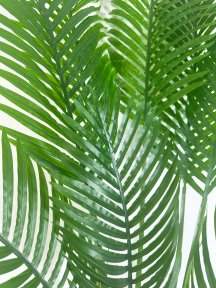 Пальма Дипсис 18 листов 190 см БЕЗ КАШПО