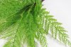 картинка Папоротник Таёжный светлый от магазина KALINA