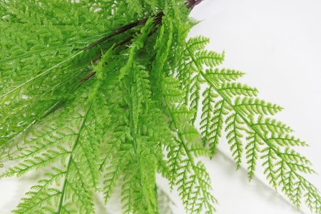 картинка Папоротник Таёжный светлый от магазина KALINA