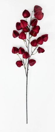 Физалис бордовый