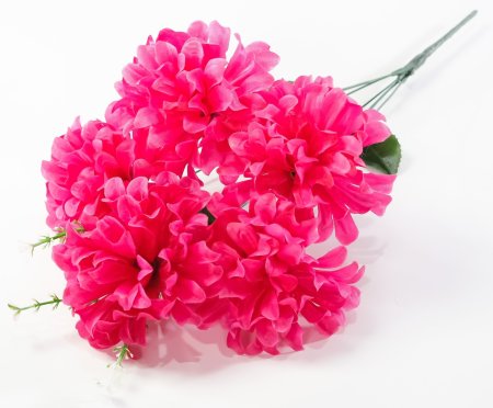 Хризантема "Жар-Птица" 5 цветков