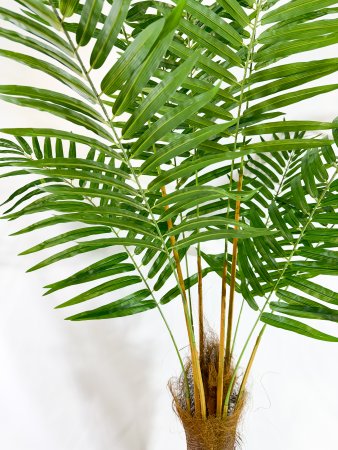 Хризалидокарпус пальма 180 см БЕЗ КАШПО