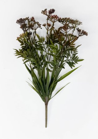 Тысячелистник розово-коричневый