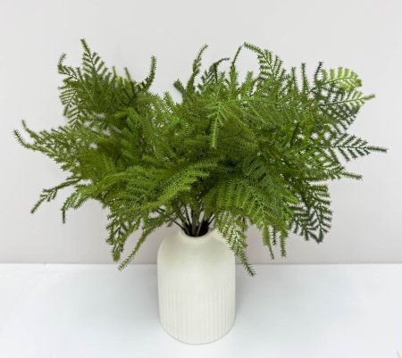 картинка Аспарагус Сетацеус от магазина KALINA