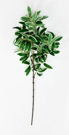 картинка Хойя на высокой ноге от магазина KALINA