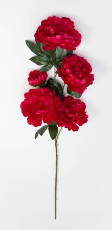 Пион "Афродита" 4 цветка 1 бутон