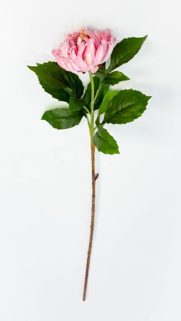 Хризантема светло-розовая