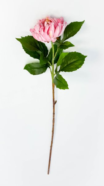 Хризантема светло-розовая