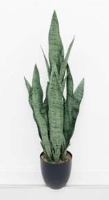 Сансевиерия трёхполосная Сильвер Мист 90 см