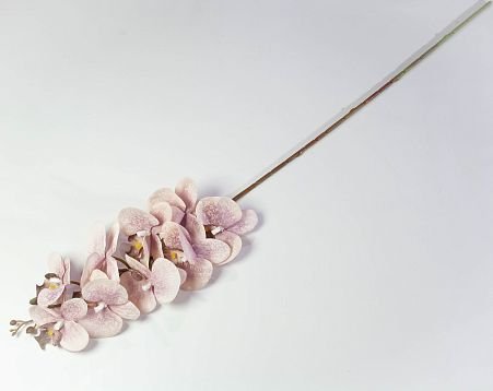 Ветка орхидеи "Клеопатра" 3 от магазина KALINA являющийся официальным дистрибьютором в России 