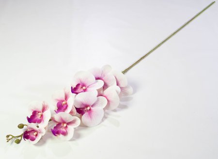 Ветка орхидеи 12