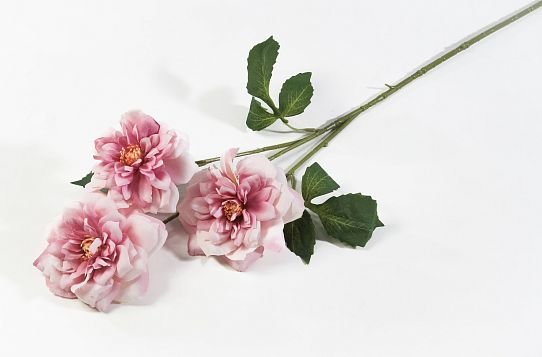 Ветка розы "Маргарет Меррил" жимолость от магазина KALINA являющийся официальным дистрибьютором в России 